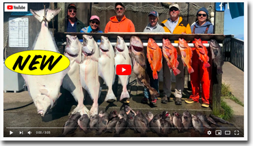 370px x 214px - Captain Shane Blakely's DRIFTWOOD CHARTERS fishing halibut, salmon, winter  king salmon, lingcod, rockfish and combo trips in Homer Alaska on the Kenai  Peninsula.