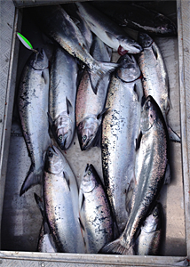 Silver Salmon and Feeder King salmon in the Driftwood Charters boat fish box.